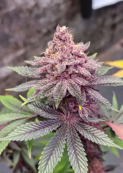 Bahama Mama S1 by Solfire Gardens, Photoperiod cannabis strain