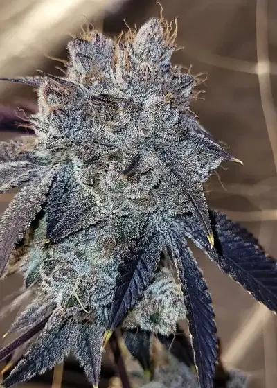 Bahama Runtz by G.O.A.T Genetics, Photoperiod cannabis strain