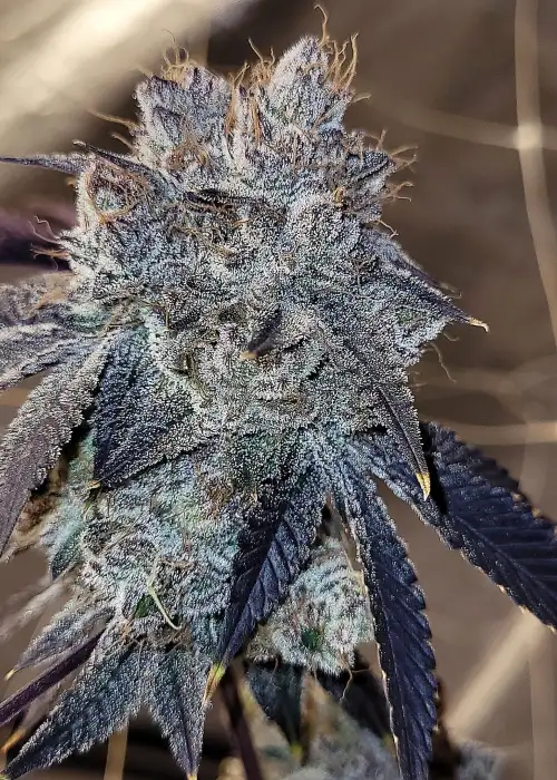 Bahama Runtz by G.O.A.T Genetics, Photoperiod cannabis strain