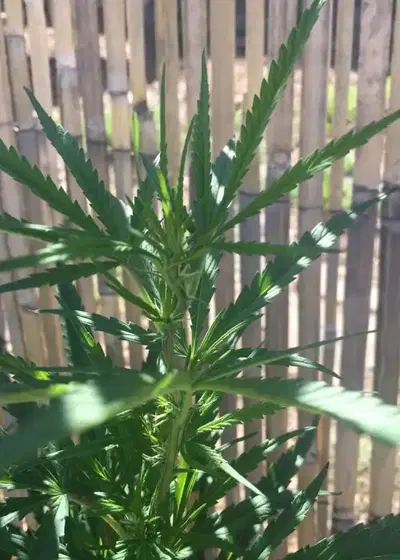 Bahia Black Head by KC Brains, Photoperiod cannabis strain
