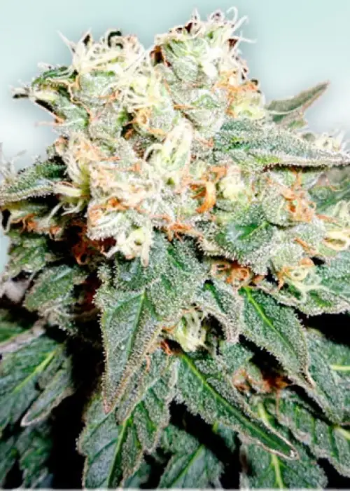 Bahia De CBD by VIP Seeds, Photoperiod cannabis strain