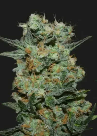 Baikal Express by Kalashnikov Seeds, Photoperiod cannabis strain