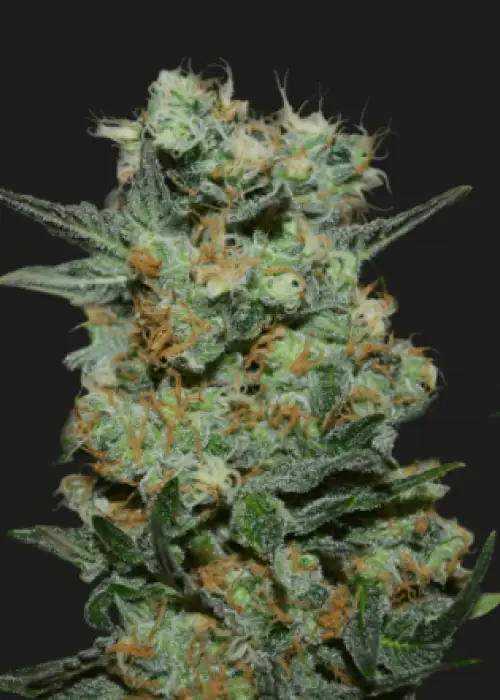 Baikal Express by Kalashnikov Seeds, Photoperiod cannabis strain