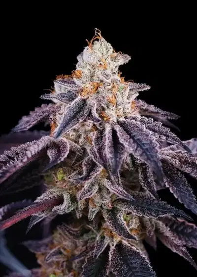 Baked In Paris by Perfect Tree, Photoperiod cannabis strain