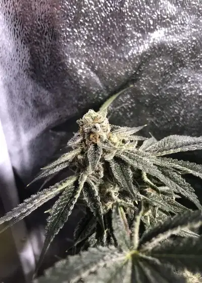 Bakers Delight by DNA Genetics, Photoperiod cannabis strain