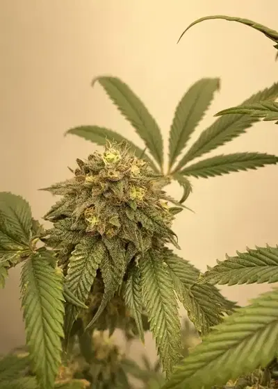 Baklava by The Plug Seedbank, Photoperiod cannabis strain