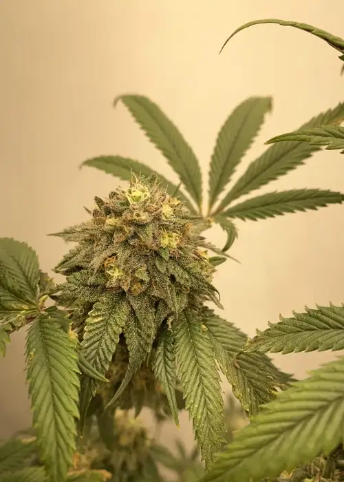 Baklava by The Plug Seedbank, Photoperiod cannabis strain