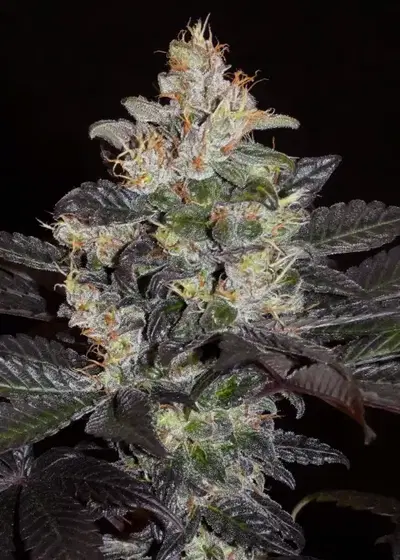 Balkh Hashplant by Khalifa Genetics, Photoperiod cannabis strain