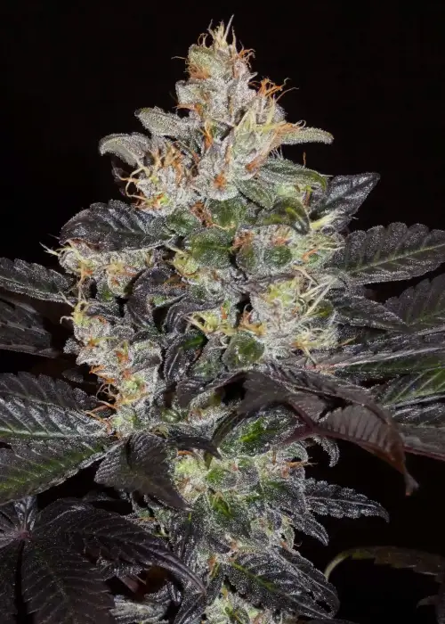 Balkh Hashplant by Khalifa Genetics, Photoperiod cannabis strain