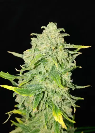 Banana Agent Auto by Master Sensei Genetics, Autoflower cannabis strain