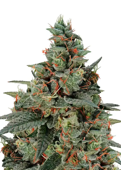 Banana Auto by Dutch Genetics, Autoflower cannabis strain