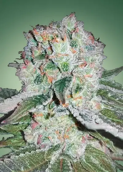 Banana Bomb by Bomb Seeds, Photoperiod cannabis strain