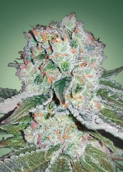 Banana Bomb by Bomb Seeds, Photoperiod cannabis strain