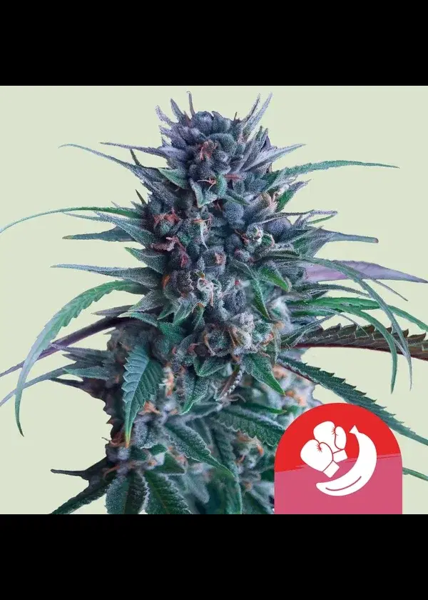 Banana Brawler by Royal Queen Seeds, Photoperiod cannabis strain