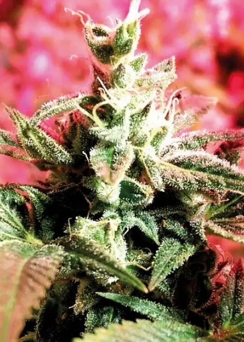 Banana Bread by Lumpy's Flowers, Photoperiod cannabis strain