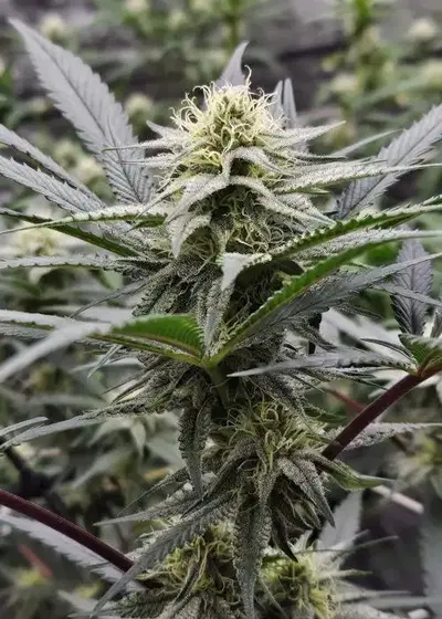 Banana Butter Cups by Square One Genetics, Photoperiod cannabis strain