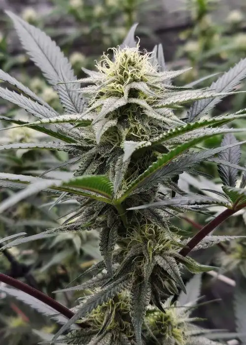 Banana Butter Cups by Square One Genetics, Photoperiod cannabis strain