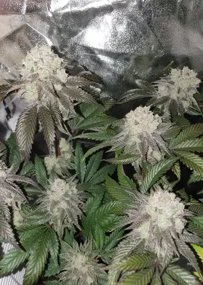 Banana Cake by Art Genetix, Photoperiod cannabis strain