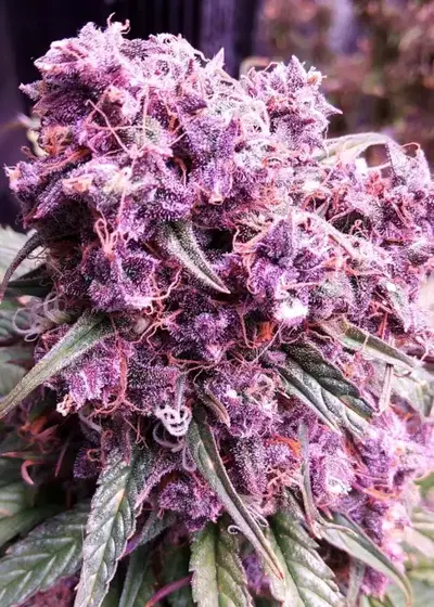 Banana Cosmic Auto by Master Sensei Genetics, Autoflower cannabis strain