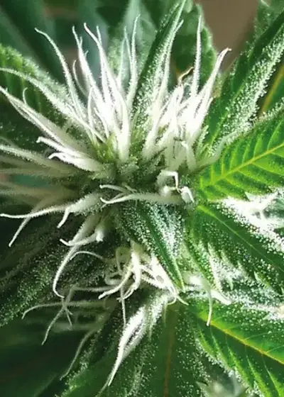 Banana Crack by Holy Smoke Seeds, Photoperiod cannabis strain