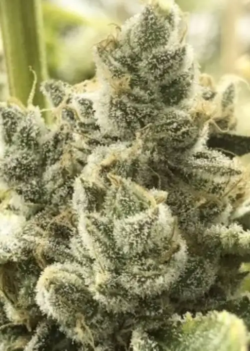Banana Crasher by BlackFarm Genetix, Photoperiod cannabis strain