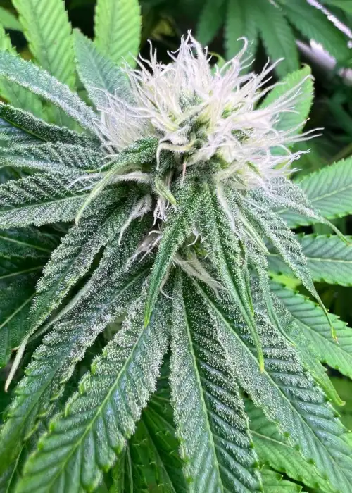 Banana Dessert by R-Kiem Seeds, Photoperiod cannabis strain