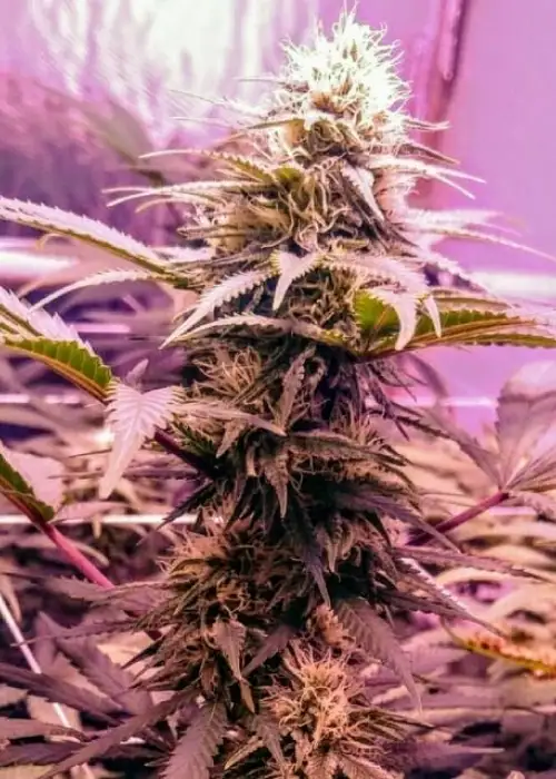 Banana Diesel by Holy Smoke Seeds, Photoperiod cannabis strain