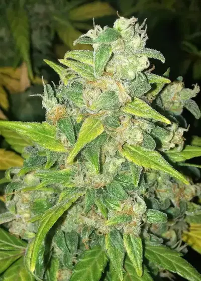 Banana Durban Auto by Master Sensei Genetics, Autoflower cannabis strain