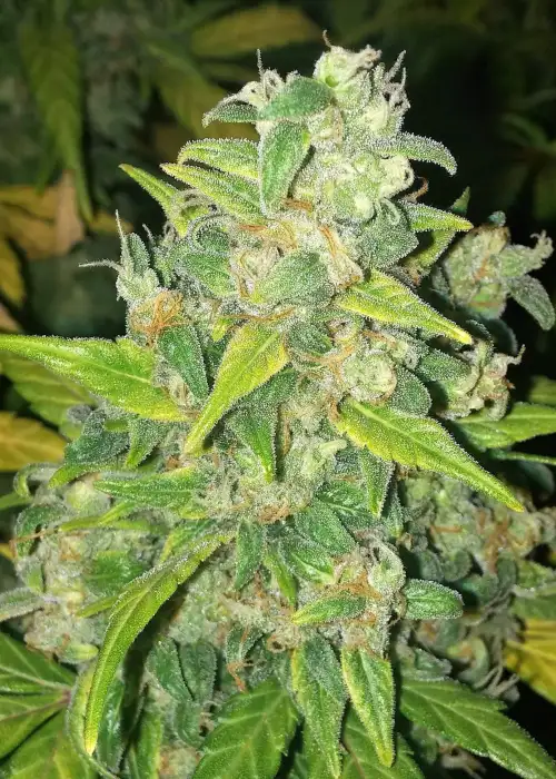 Banana Durban Auto by Master Sensei Genetics, Autoflower cannabis strain