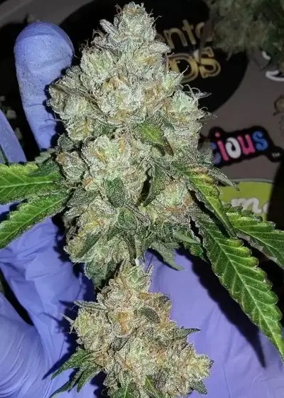Banana Fire OG cannabis strain