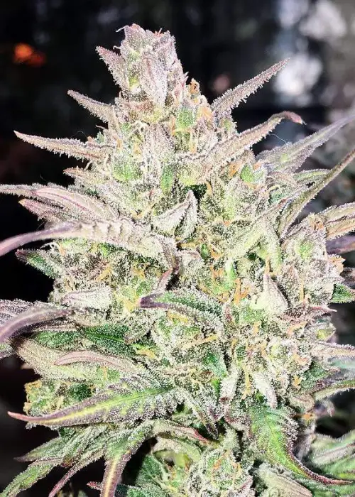 Banana Glue Auto by Master Sensei Genetics, Autoflower cannabis strain