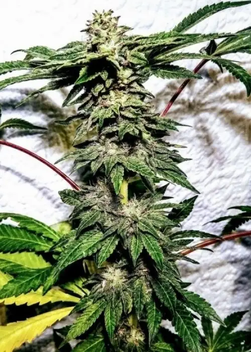 Banana Ice Cream by Holy Smoke Seeds, Photoperiod cannabis strain