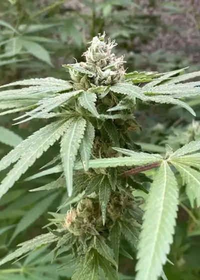 Banana Izozki by Bask Triangle Farms, Photoperiod cannabis strain