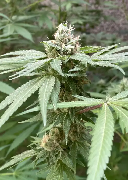Banana Izozki by Bask Triangle Farms, Photoperiod cannabis strain