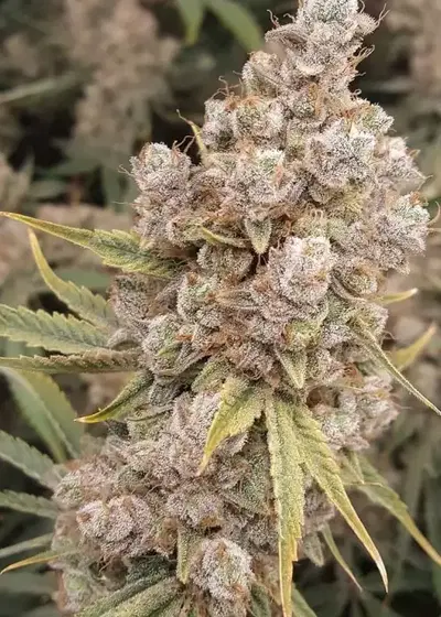 Banana Jack OG by TGA Genetics Subcool Seeds, Photoperiod cannabis strain