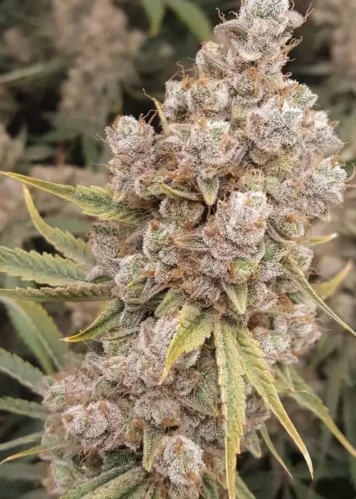 Banana Jack OG by TGA Genetics Subcool Seeds, Photoperiod cannabis strain