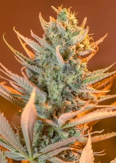 Banana Joe by Grandma’s Genetics, Photoperiod cannabis strain