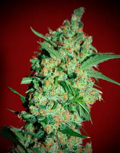 Banana Joint by Elite Seeds, Photoperiod cannabis strain