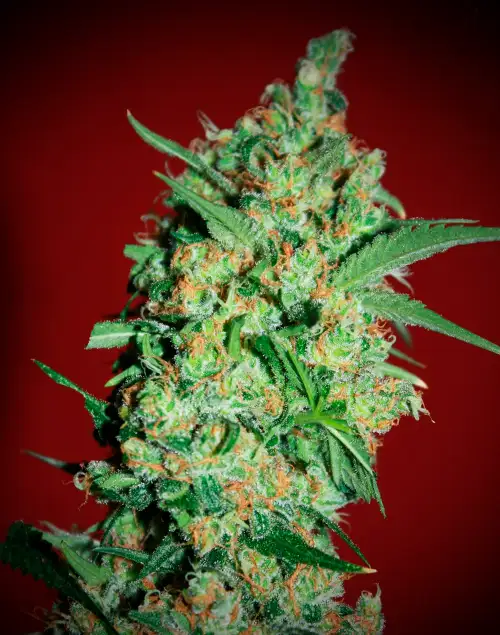 Banana Joint by Elite Seeds, Photoperiod cannabis strain