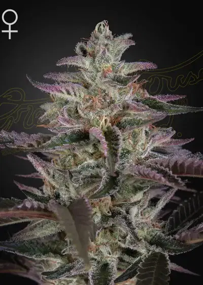 Banana Krumble by Green House Seed Co., Photoperiod cannabis strain