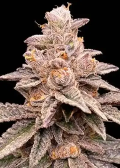 Banana Latte by G13 Labs, Photoperiod cannabis strain