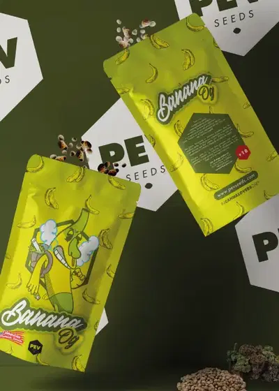 Banana OG Feminized by Pev Seeds, Photoperiod cannabis strain