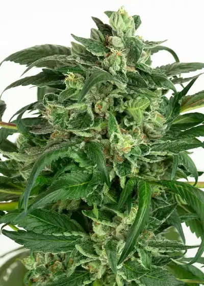 Banana OG Kush by WeedSeedShop, Photoperiod cannabis strain