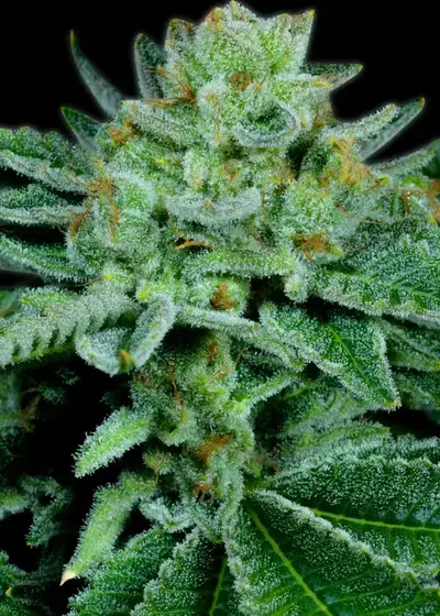 Banana OG by Super Siberia, Photoperiod cannabis strain