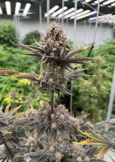 Banana Purple Punch Auto RF3 by Fast Buds, Autoflower cannabis strain