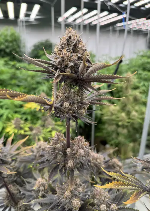 Banana Purple Punch Auto RF3 by Fast Buds, Autoflower cannabis strain