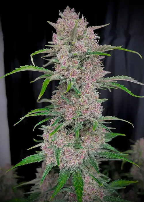 Banana Purple Punch Auto by Fast Buds, Autoflower cannabis strain