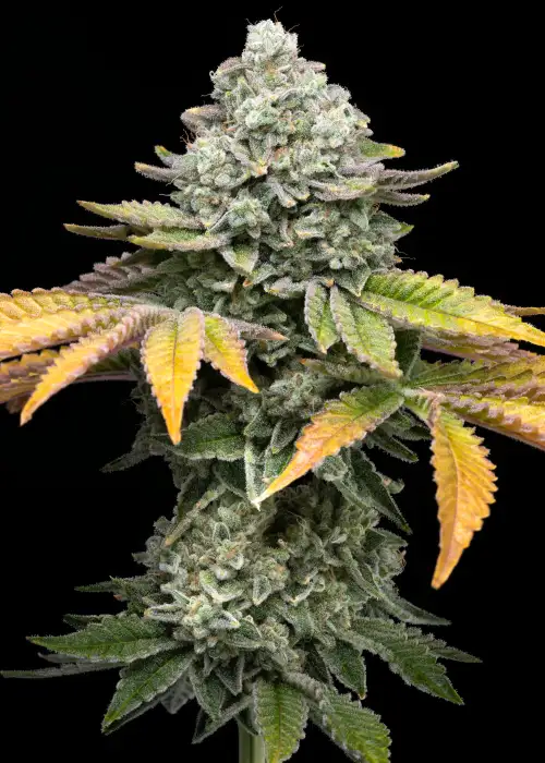 Banana Runtz by Solfire Gardens, Photoperiod cannabis strain