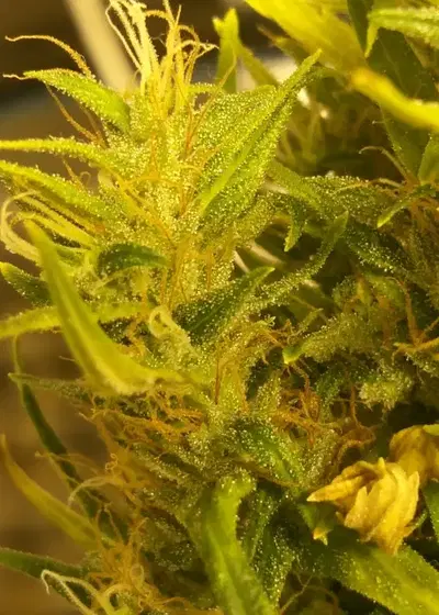 Banana Sativa by Holy Smoke Seeds, Photoperiod cannabis strain