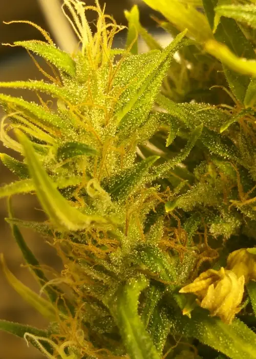 Banana Sativa by Holy Smoke Seeds, Photoperiod cannabis strain